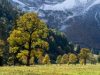 Herbstliche Ahornbäume im Sonnenlicht